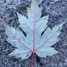 Photos from Vancouver, British Columbia, Canada