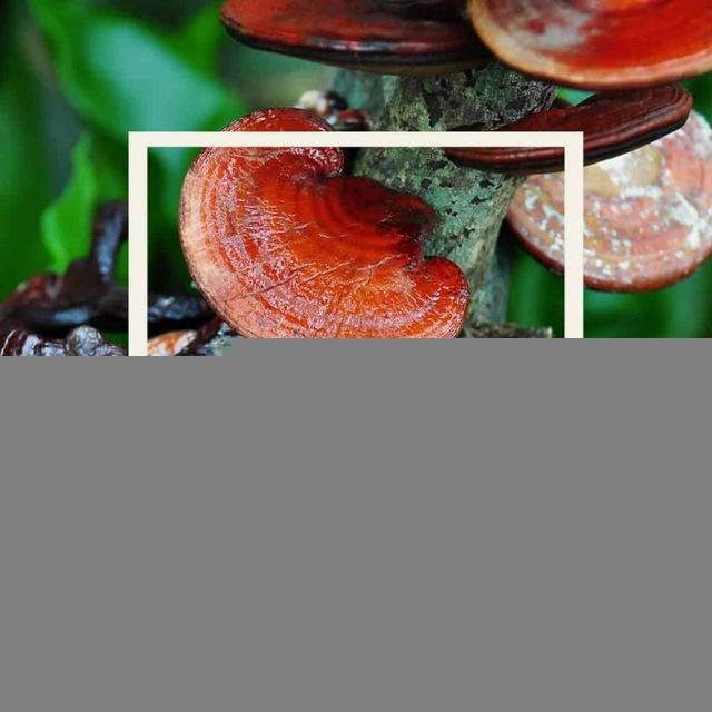 Ganoderma