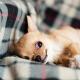 CHIHUAHUA PUPPY FOR ADOPTION IN UK, USA, CANADA, POLAND, GERMANY, ITALY, MALTA, ROMANIA, CYPRUS, GEORGIA, AUSTRIA