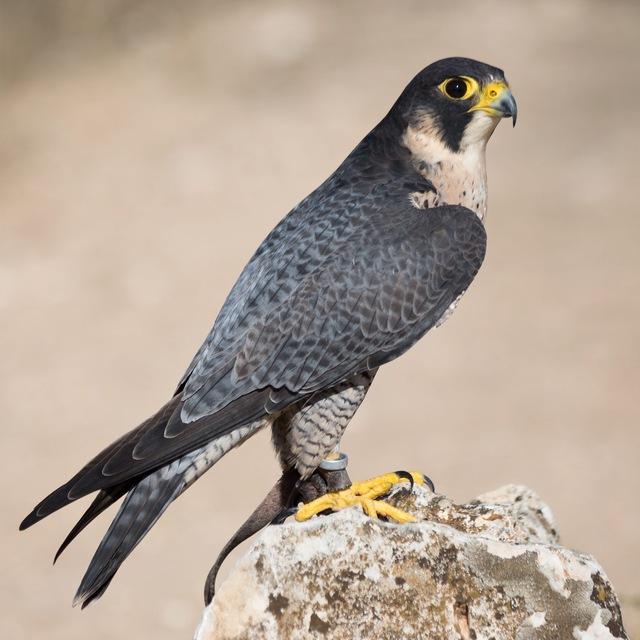 Dall'occhio del falco