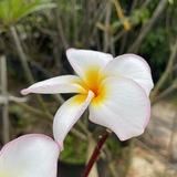 ကမ႓ာကျော် Kabar Kyaw