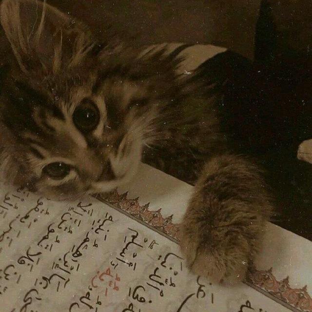 ﴿أَلَا بِذكْرِ اللَّهِ تَطمَئِنُّ الْقُلُوبُ﴾