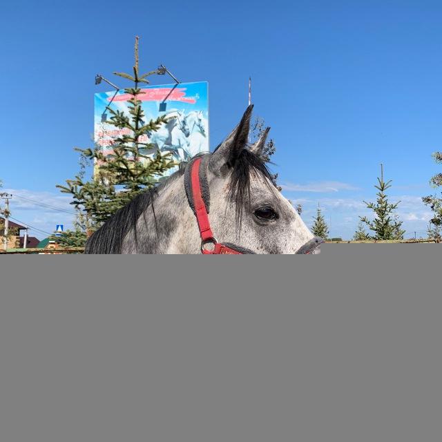 horse_club_116