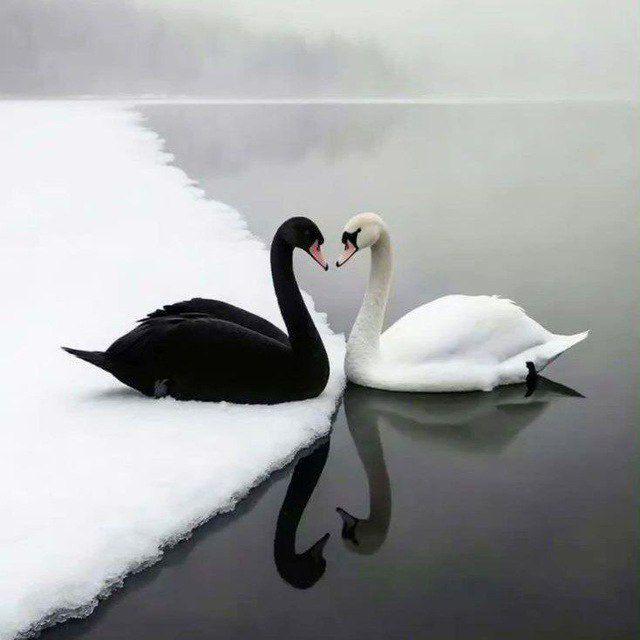 عشق____ و نفرت...
