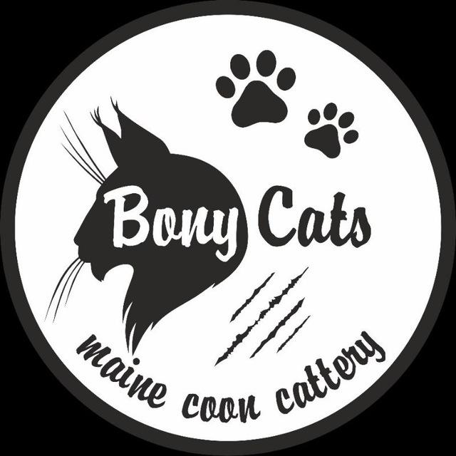 BONY CATS питомник Мейн Кунов г. Ташкент