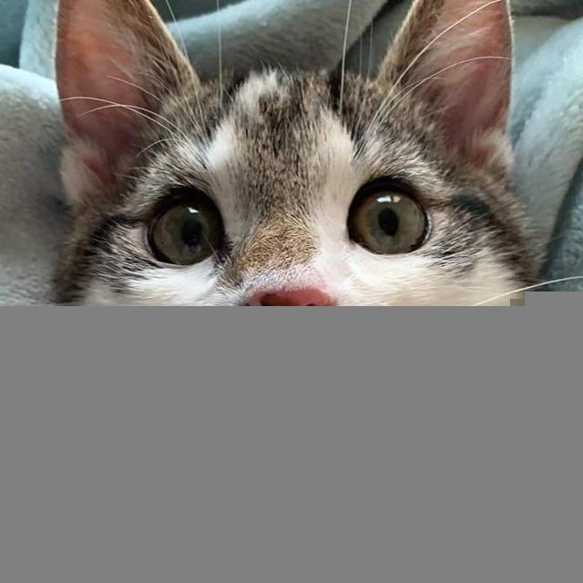 Funny Cats Videos🐱💛