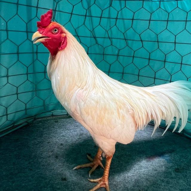 កូនបង្កាត់ស្រុកស្រែ WE🐓