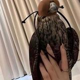᷂