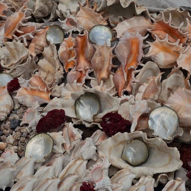 ᴜɴᴄᴏɴᴄʜᴀɴs.🐚