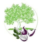 Медиа «Смоковница»