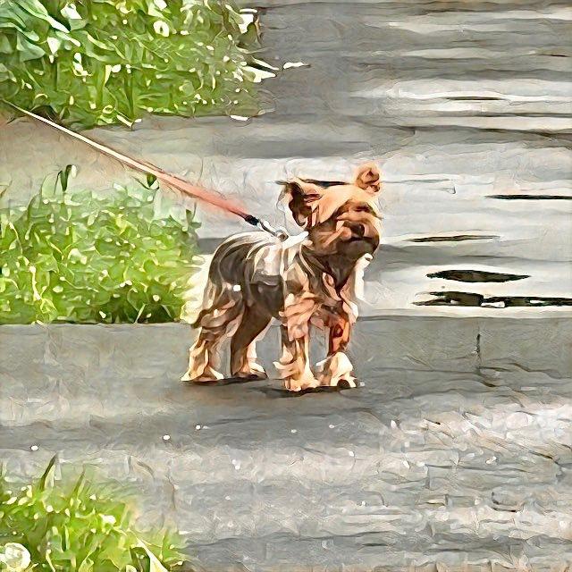 Наши полосачи 🐾 Коптево•Головинский•Войковский