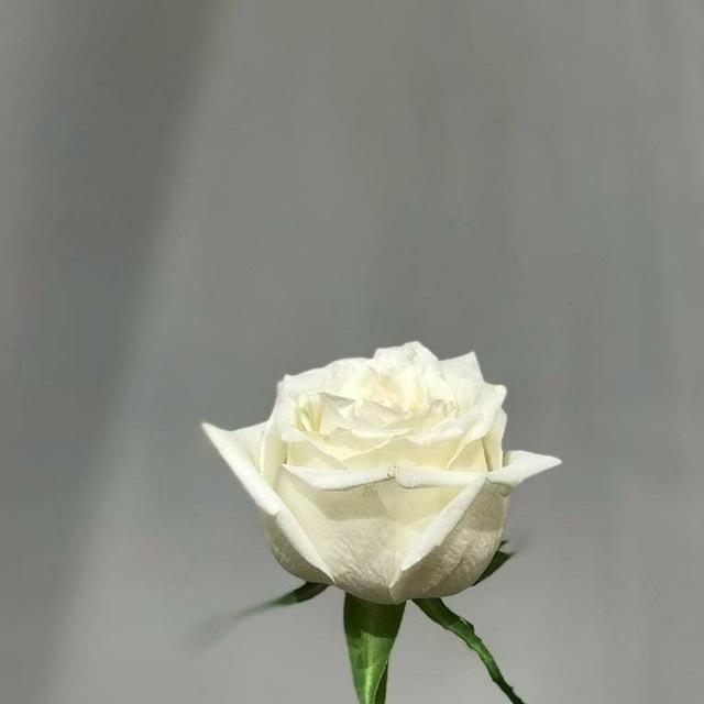 نور وضيـاء