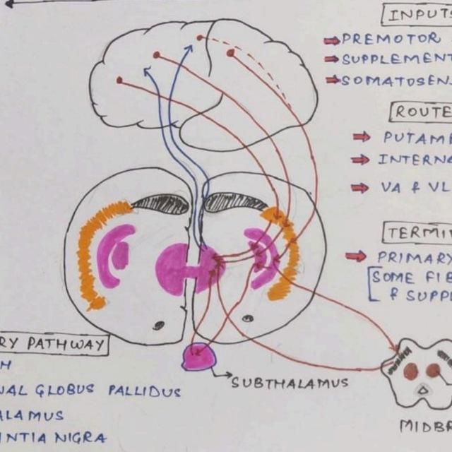 Mbbs University Notes