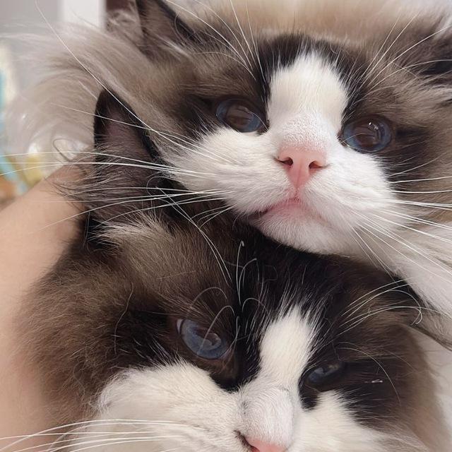 小仙子和猫猫们的生活日常