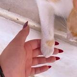 فراشة