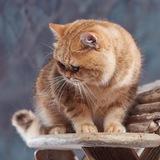 Премиум КОТИКИ😻 шотландские и британские котята