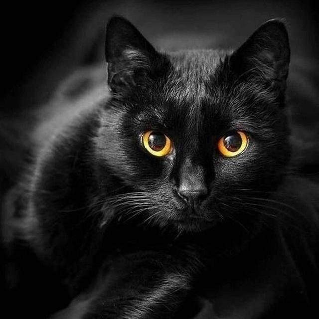 Волшебный Кот🐈