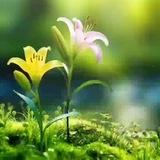 清新小世界☘️🍀
