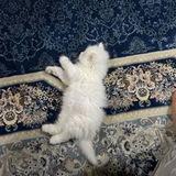 " رَسائـل .