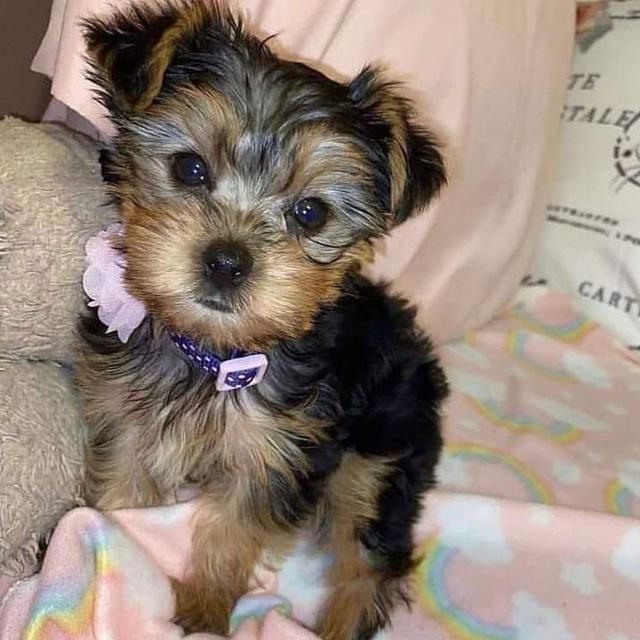 Yorkie puppies for adoption