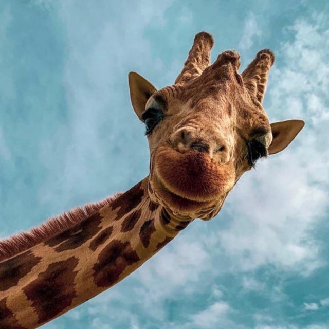 🦒