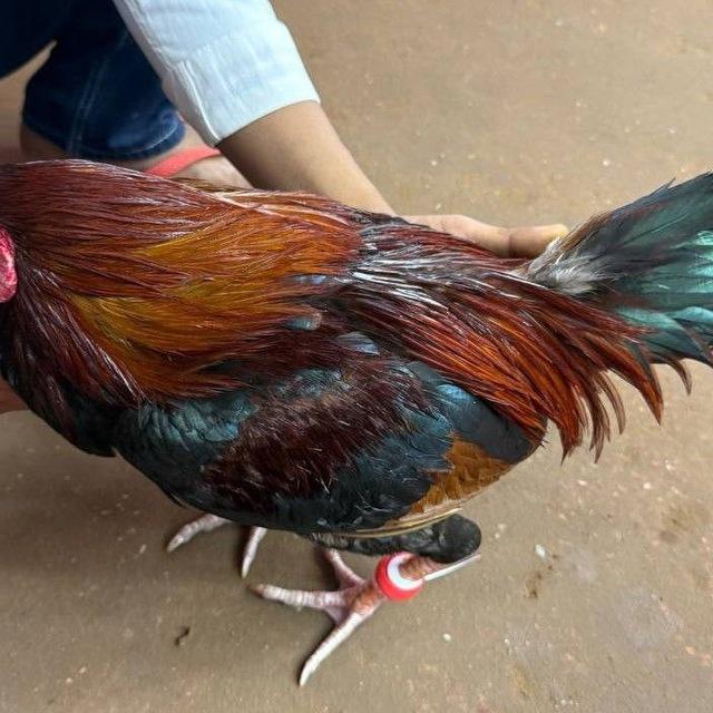 កសិដ្ធាន NRម្លប់ដូង