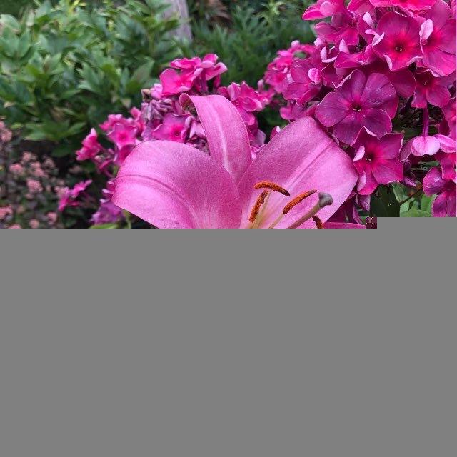 🌺Простые секреты флоксов и лилий🌺