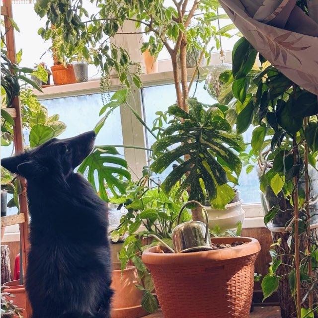 zombies vs plants