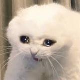 sad cat