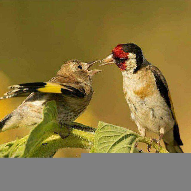 سهره دهن لر ایوب رحمتی آموزش سبک لر