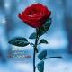 🌹✨همــ«الـكلمــات»ــس✨🌹