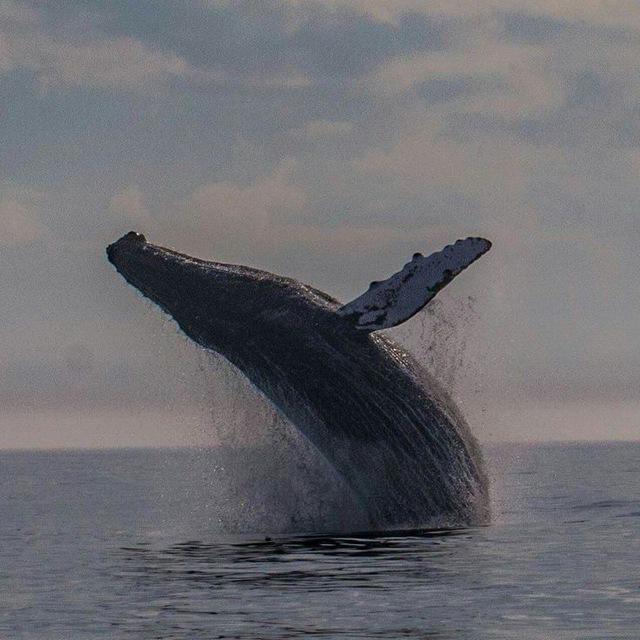 ~ۅآݪ🐋