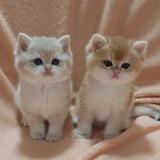 British Scottish cats🐈🐈
