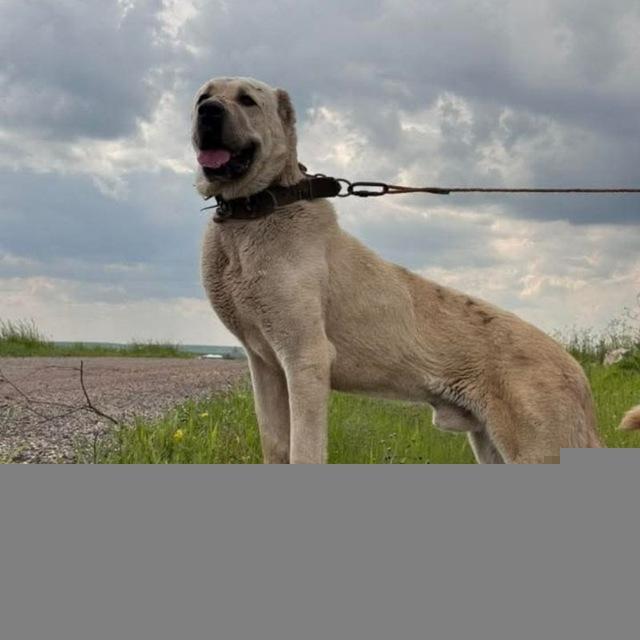 KÖPEK ALIM SATIM🦁🏆 ERGANİ EFSANE MEYDAN CILARI🏆🦁