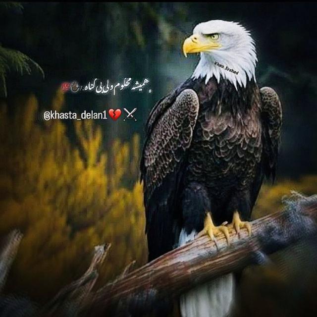 خَســتَـه دَِلـاَن"⛓️💔