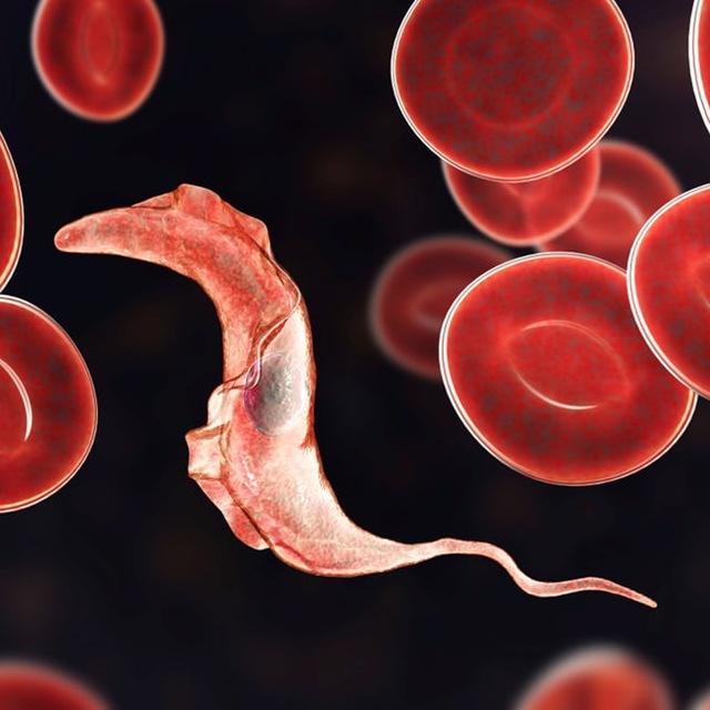 Parasites Meet Cells 🪱