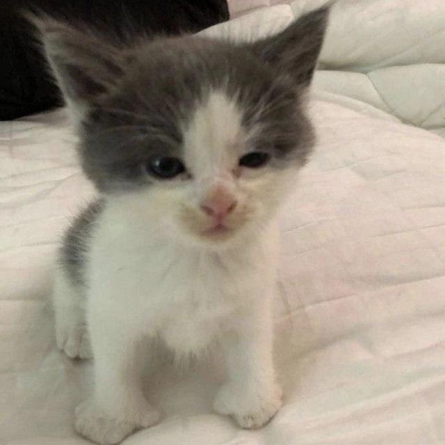 Котовая кайфуля