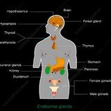 Endocrine BNS