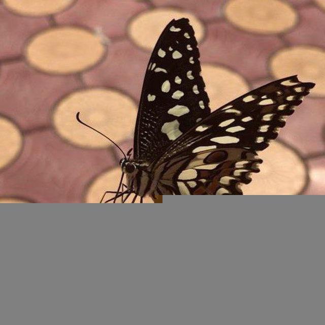- عـَـلــي جـَـنــآحِ فــرآشــهّ 🦋↻.