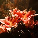 هُنا زَهْرهّ