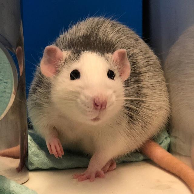 Rattyhome