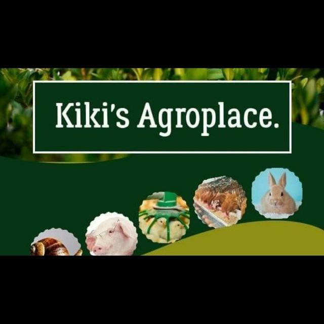 Poultry, piggery, snail, catfish farming training