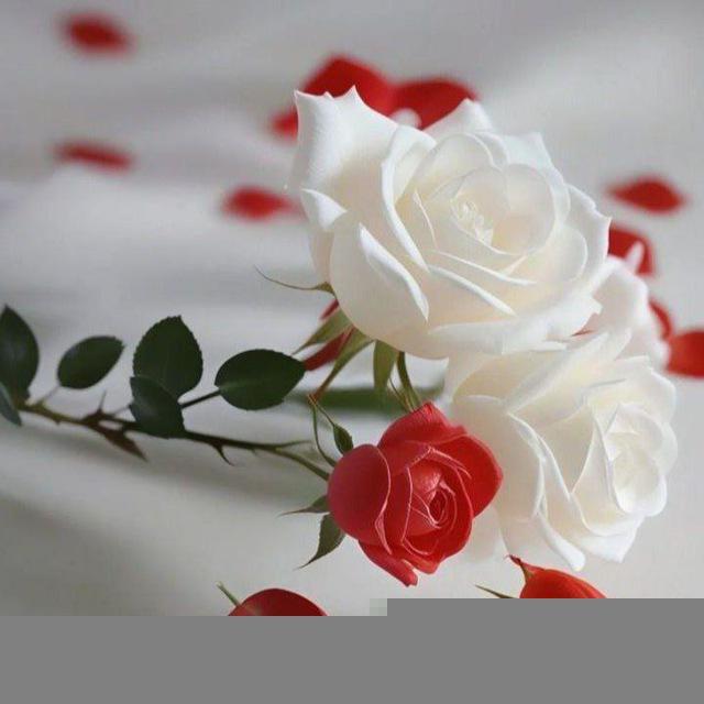 ❤️زندگی زیباست❤️