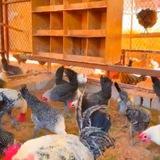 تربية الدجاج ( دجاج)