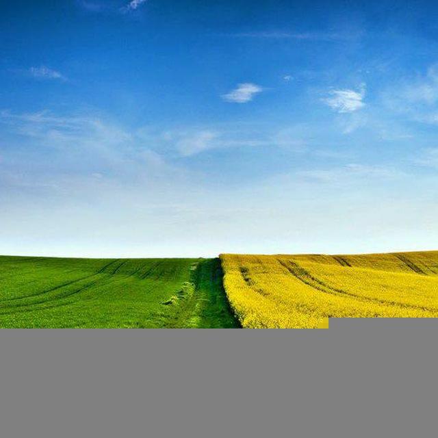 Поле возможностей 🌽