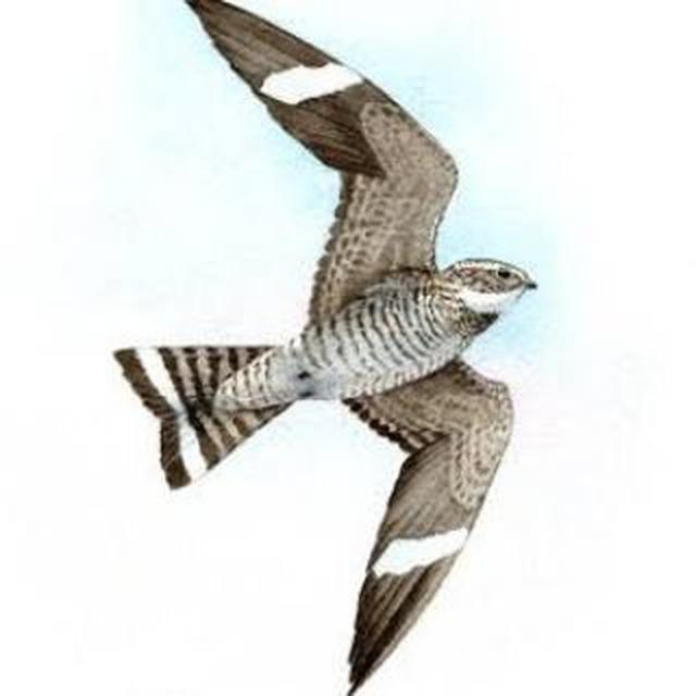 NightHawk