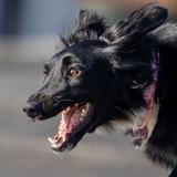 життя хвостатого негра🐾
