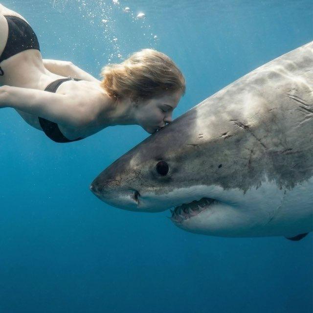 Sharks🦈