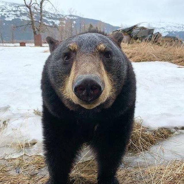 Bear Core