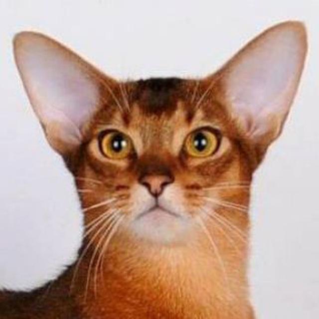 Абиссинские котята. Питомник REGTIME